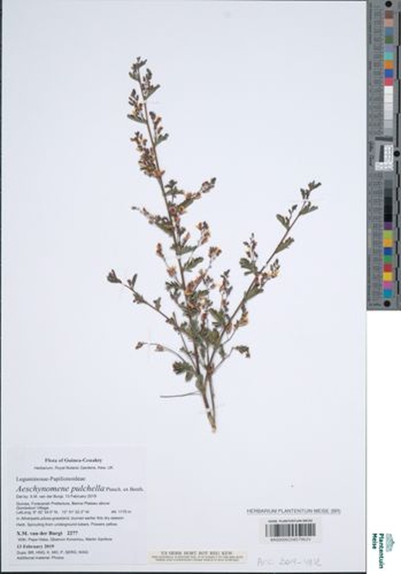 Aeschynomene pulchella photo 5