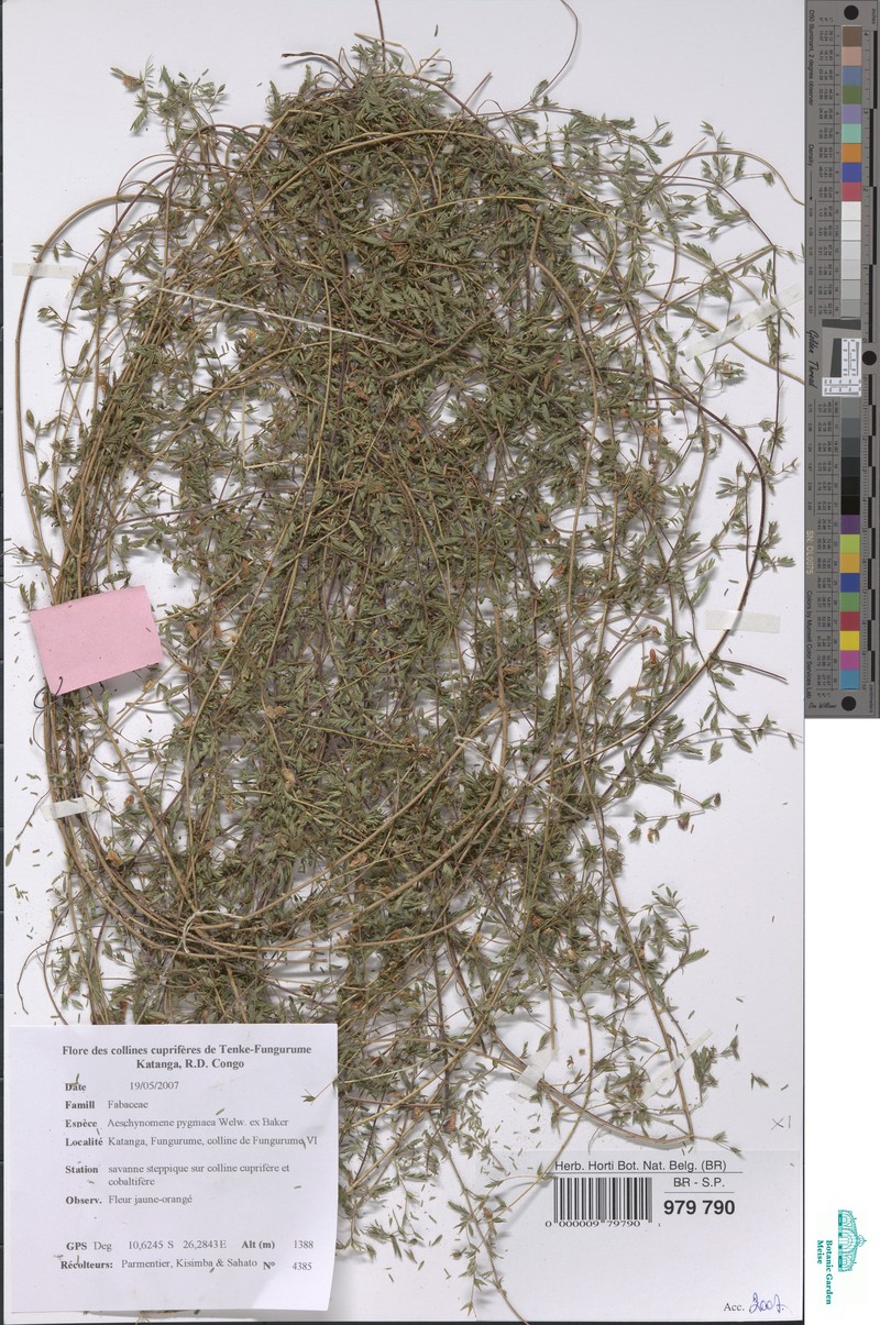 Aeschynomene pygmaea