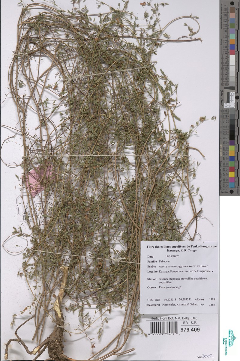 Aeschynomene pygmaea photo 2