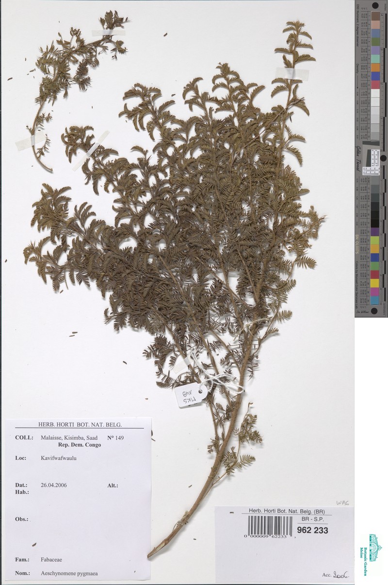 Aeschynomene pygmaea photo 3