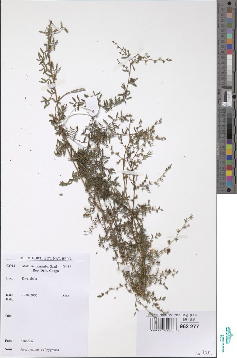 Aeschynomene pygmaea photo 4