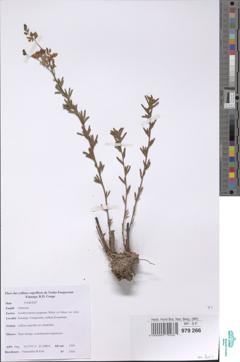 Aeschynomene pygmaea photo 5