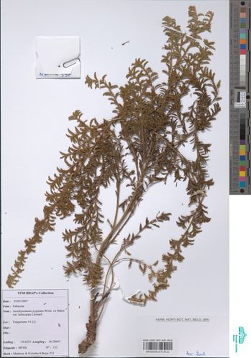 Aeschynomene pygmaea photo 6