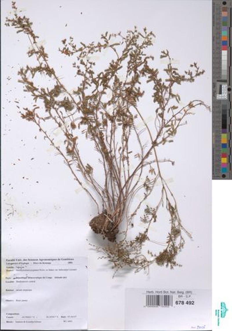 Aeschynomene pygmaea photo 7