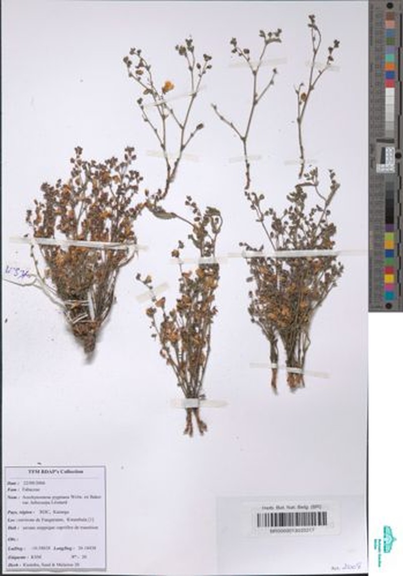 Aeschynomene pygmaea photo 8
