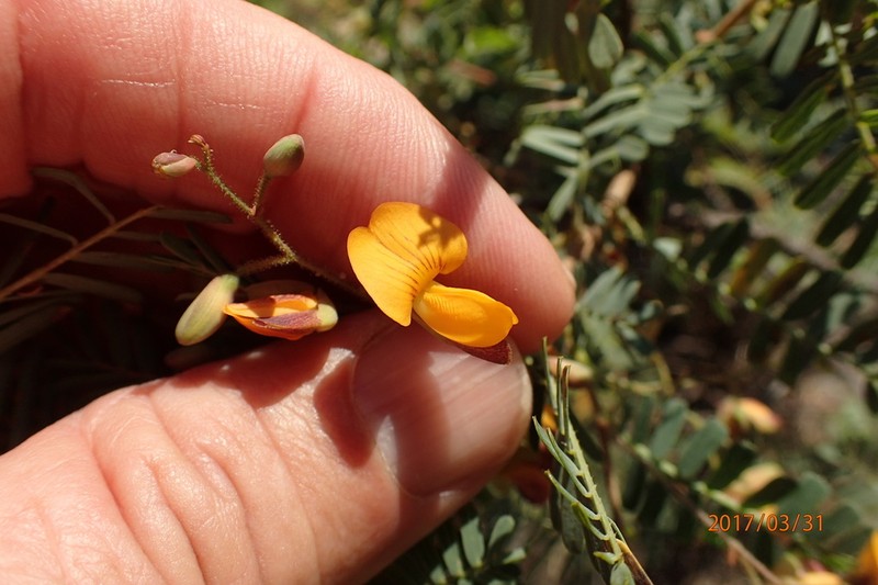 Aeschynomene rehmannii