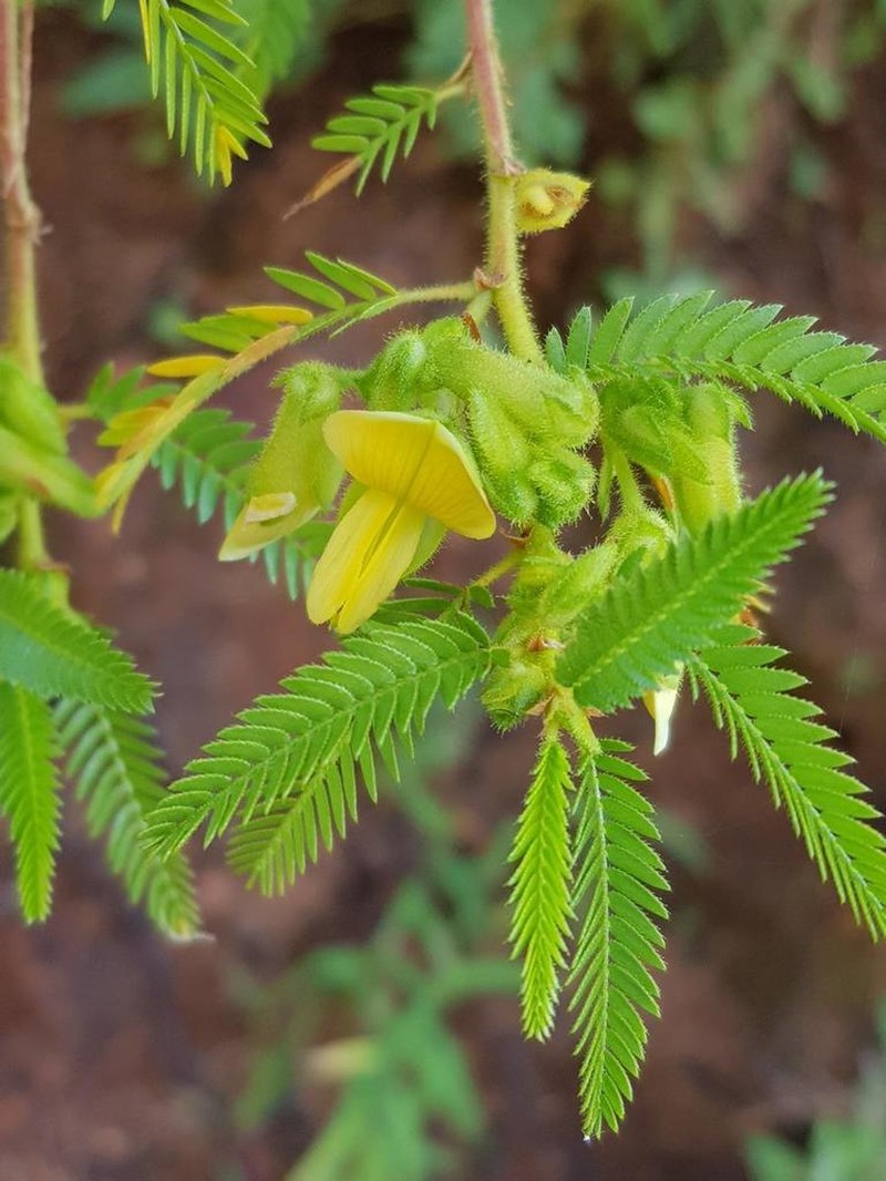 Aeschynomene rehmannii photo 2