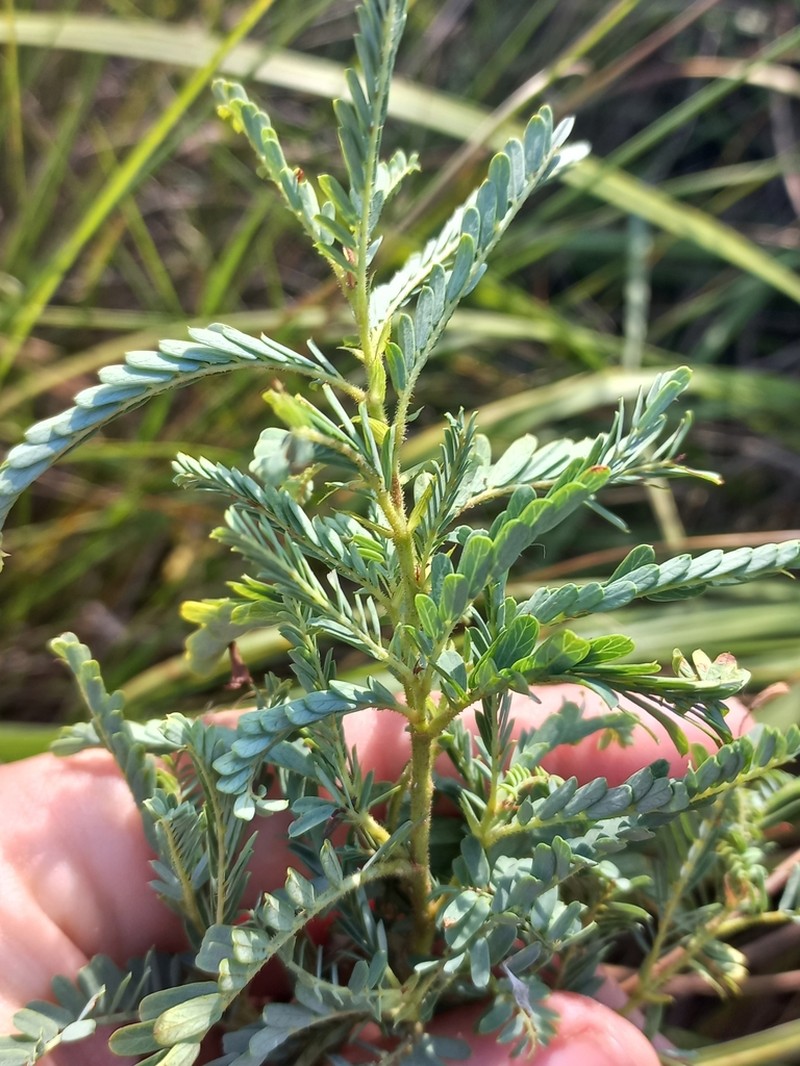 Aeschynomene rehmannii photo 3