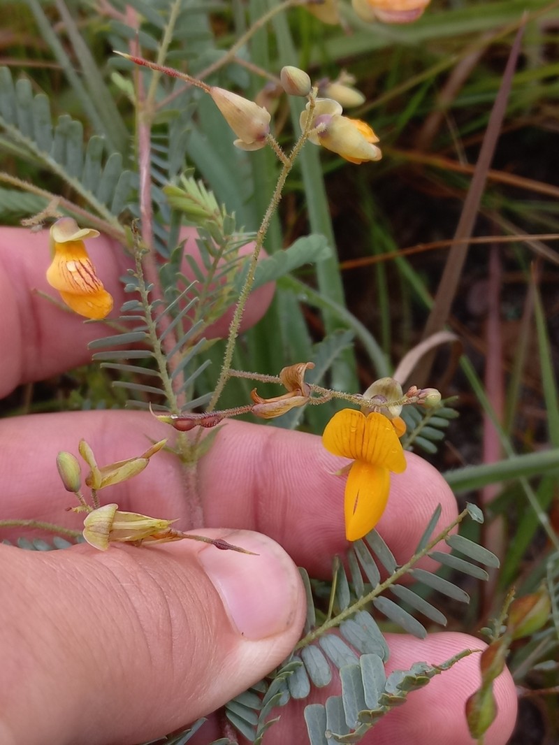 Aeschynomene rehmannii photo 4