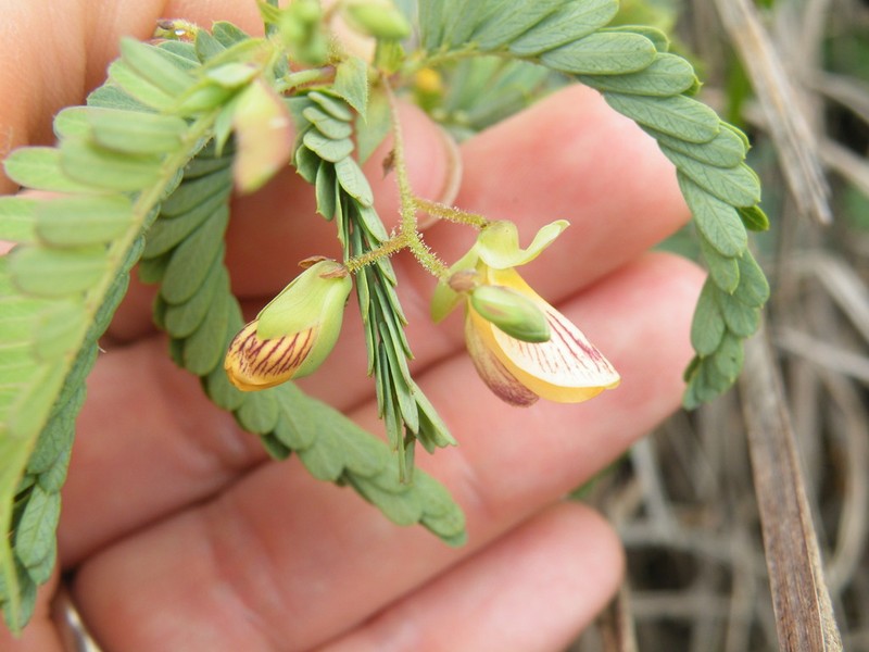 Aeschynomene rehmannii photo 5