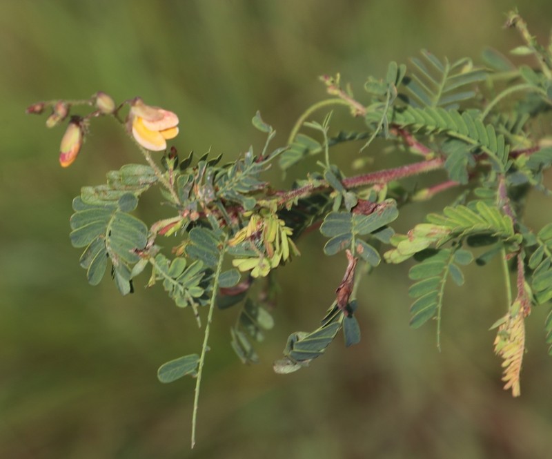 Aeschynomene rehmannii photo 6