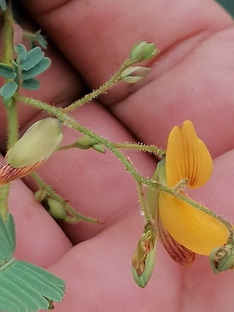 Aeschynomene rehmannii photo 7