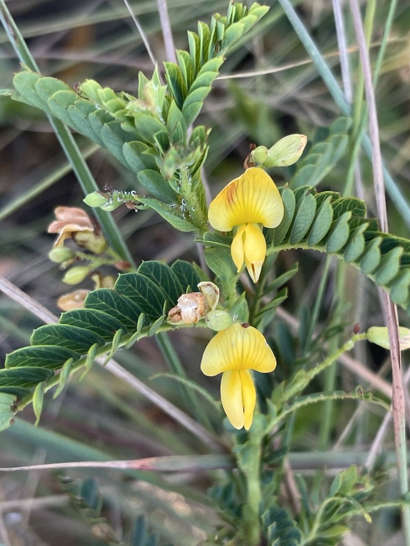 Aeschynomene rehmannii photo 8