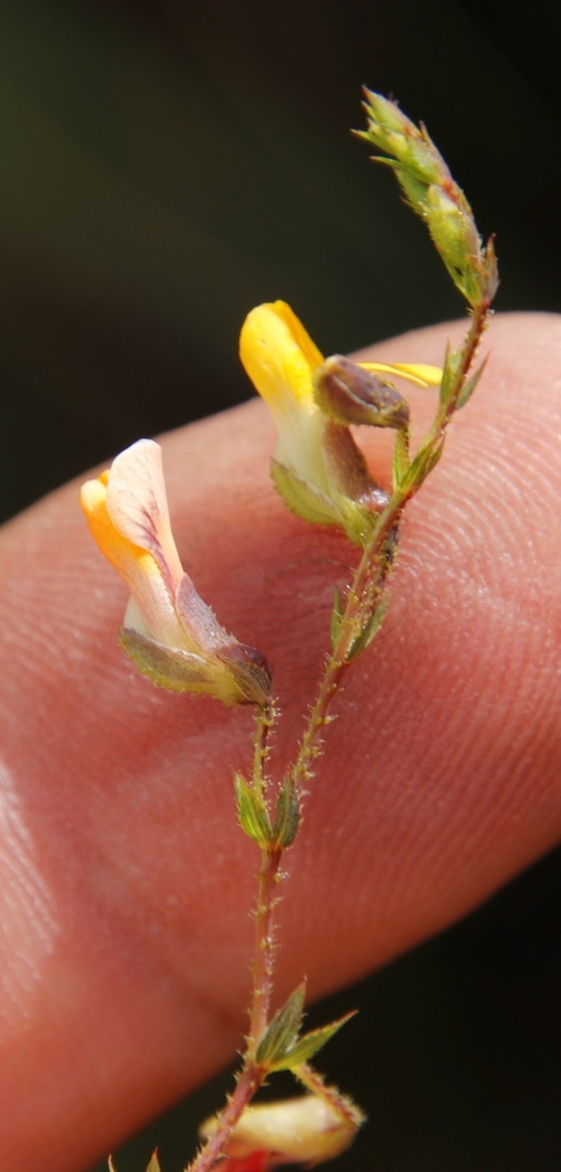 Aeschynomene rhodesiaca