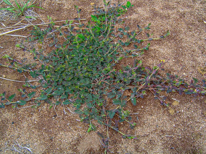 Aeschynomene rhodesiaca photo 2