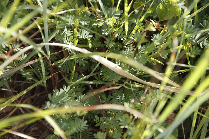 Aeschynomene rhodesiaca photo 3