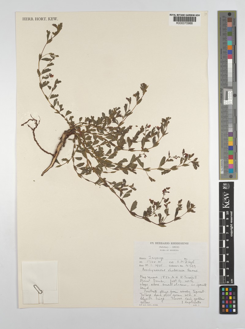 Aeschynomene rhodesiaca photo 5
