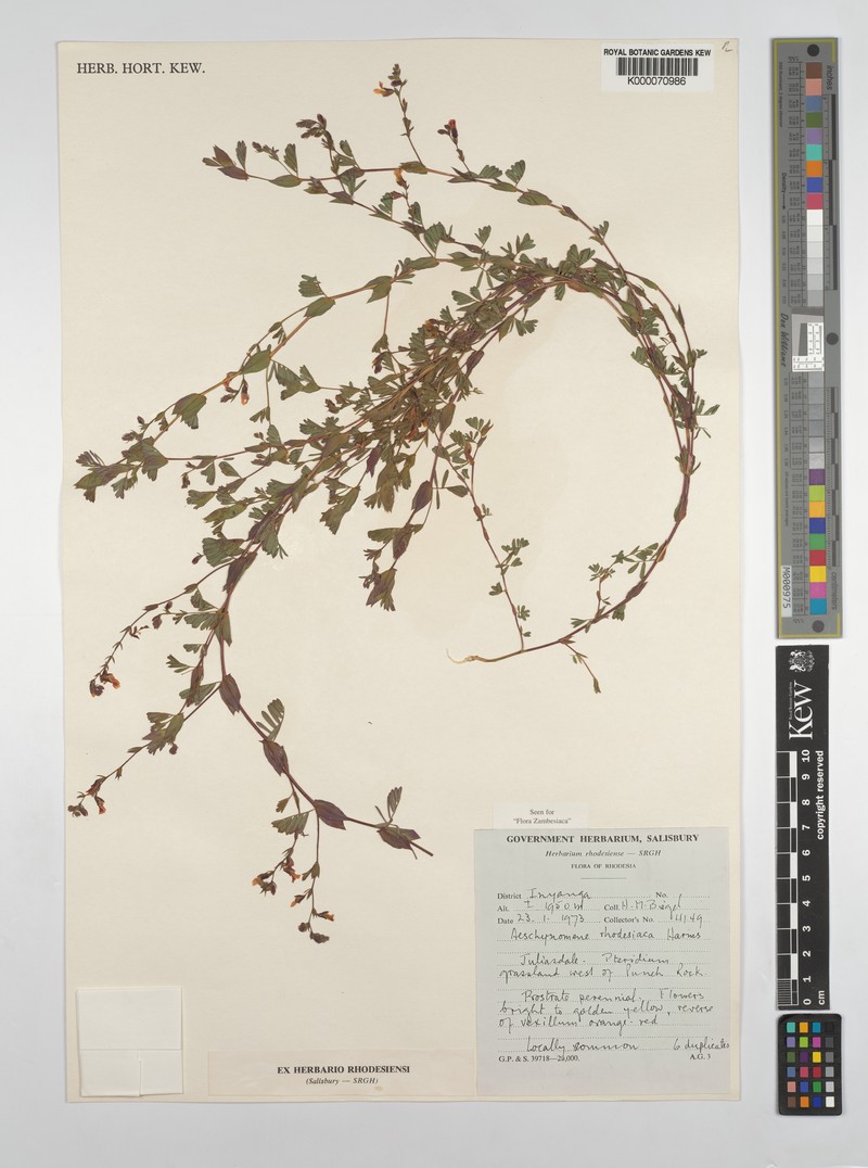 Aeschynomene rhodesiaca photo 6