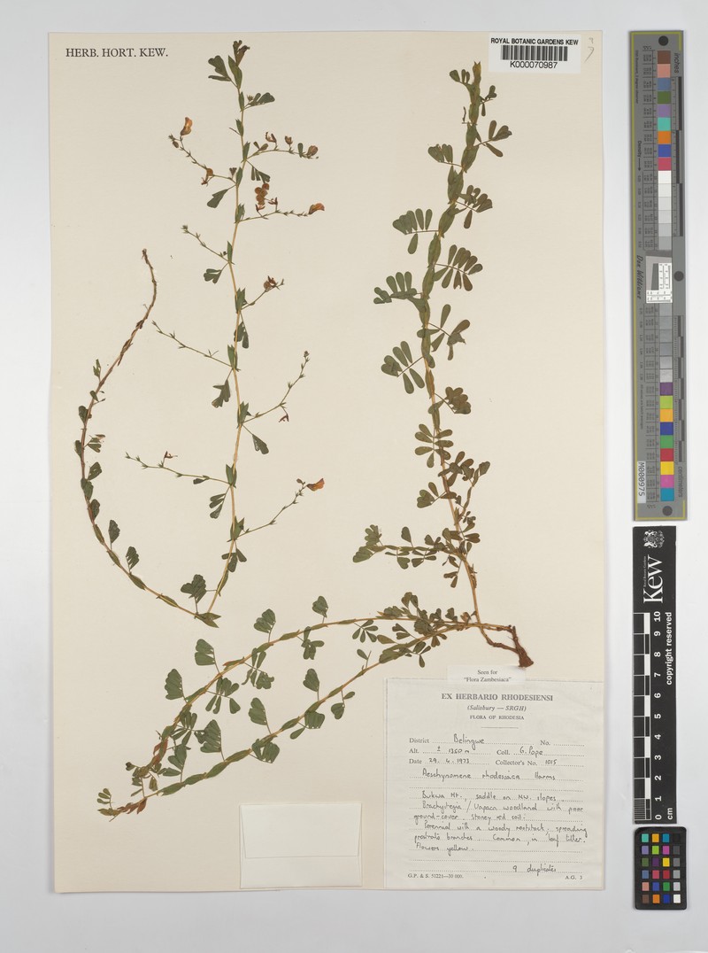 Aeschynomene rhodesiaca photo 7