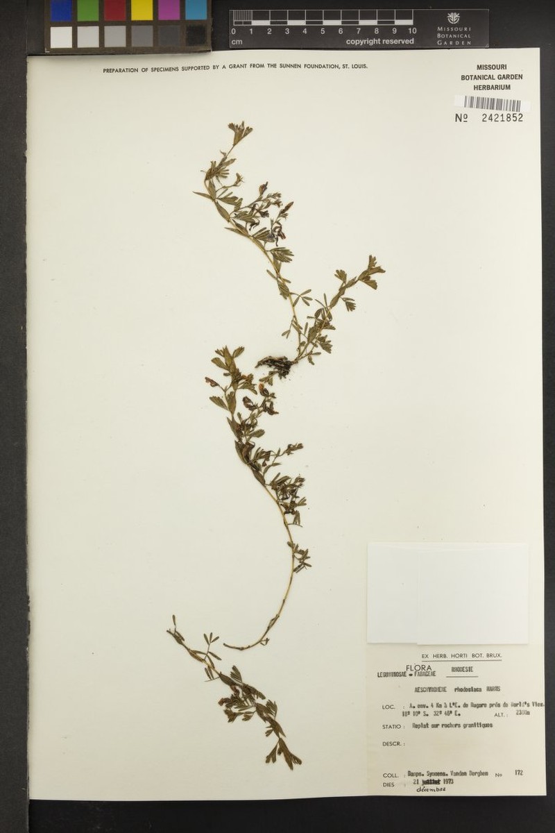 Aeschynomene rhodesiaca photo 8