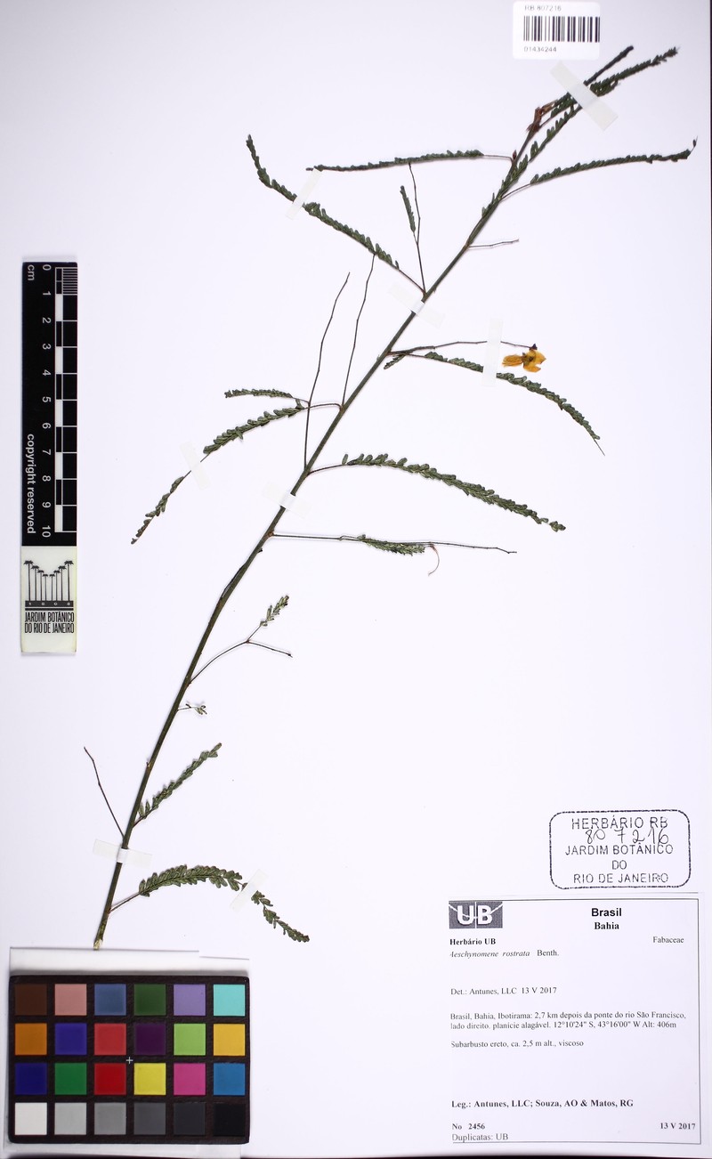 Aeschynomene rostrata