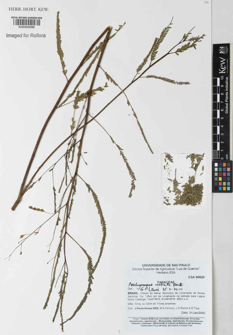 Aeschynomene rostrata photo 2