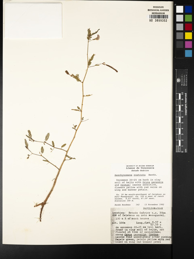 Aeschynomene rostrata photo 3