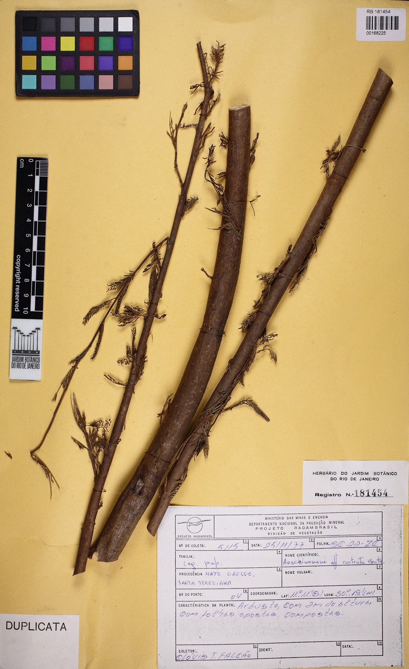 Aeschynomene rostrata photo 4