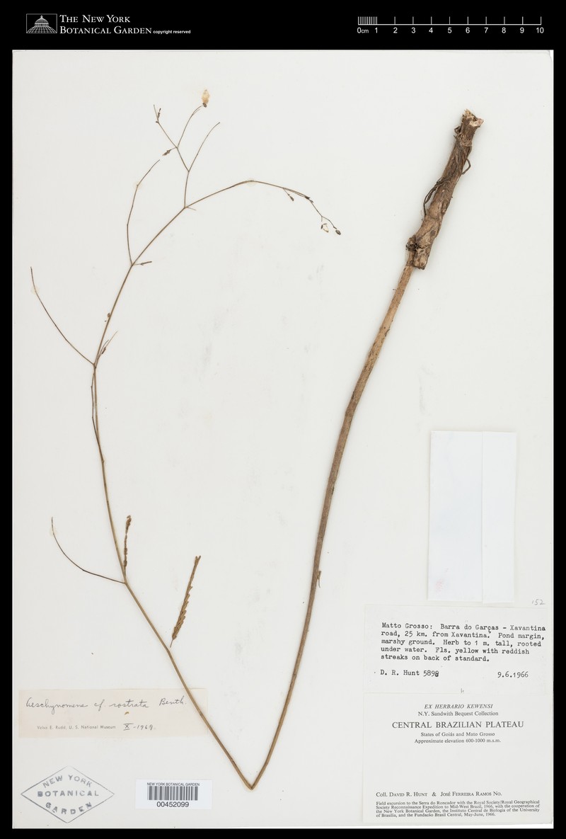 Aeschynomene rostrata photo 5