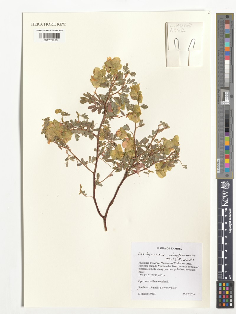 Aeschynomene rubrofarinacea