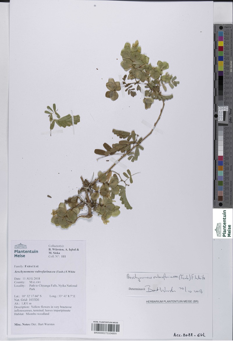Aeschynomene rubrofarinacea photo 2