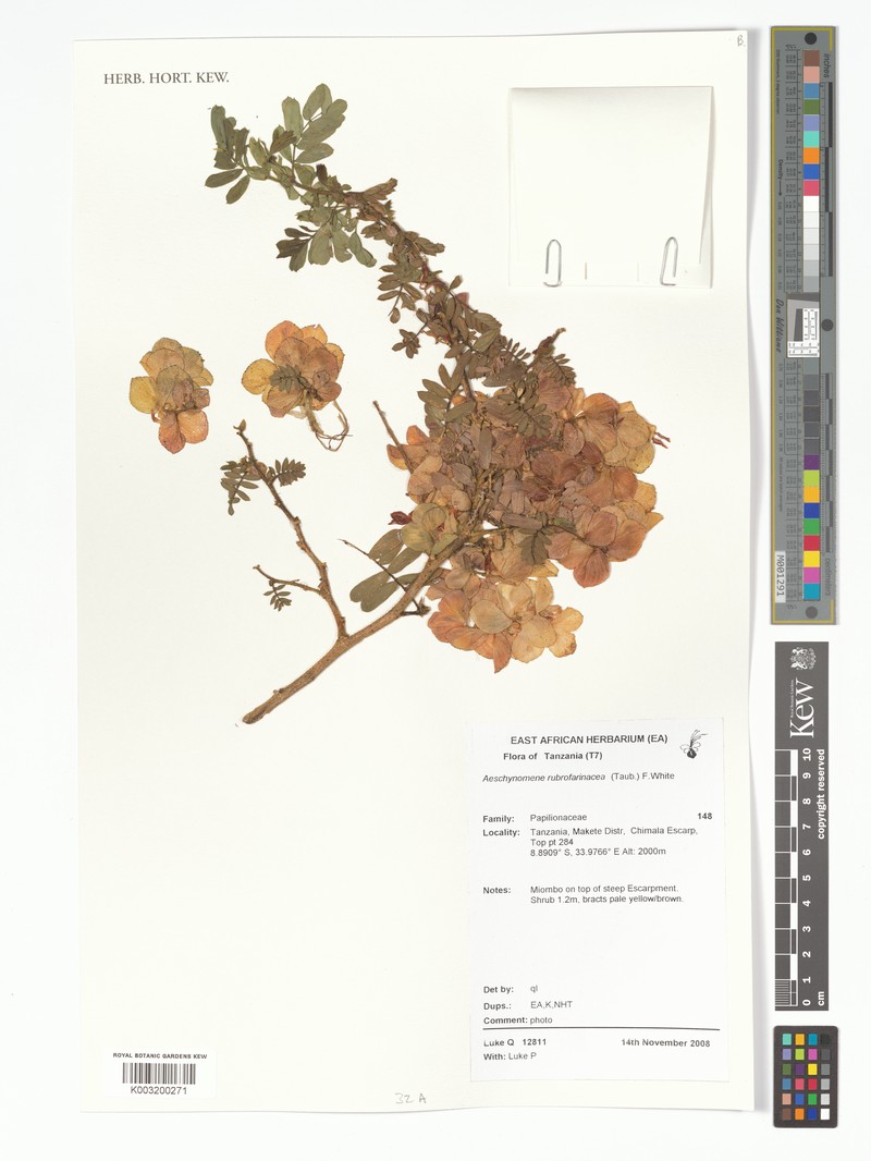 Aeschynomene rubrofarinacea photo 3