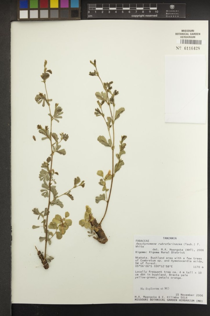 Aeschynomene rubrofarinacea photo 4