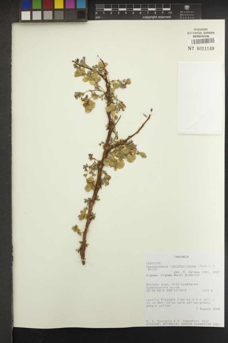 Aeschynomene rubrofarinacea photo 5