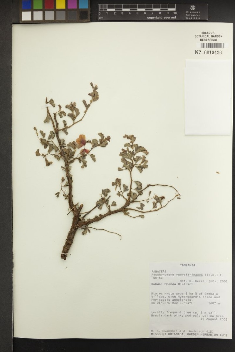 Aeschynomene rubrofarinacea photo 6