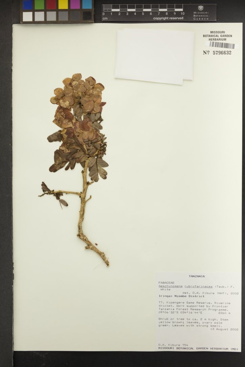 Aeschynomene rubrofarinacea photo 7