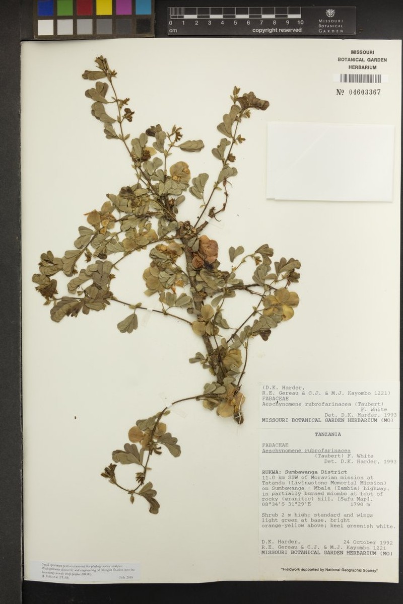 Aeschynomene rubrofarinacea photo 8