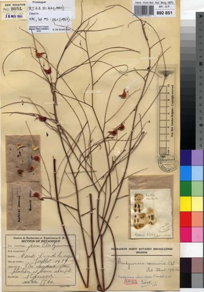 Aeschynomene rubroviolacea