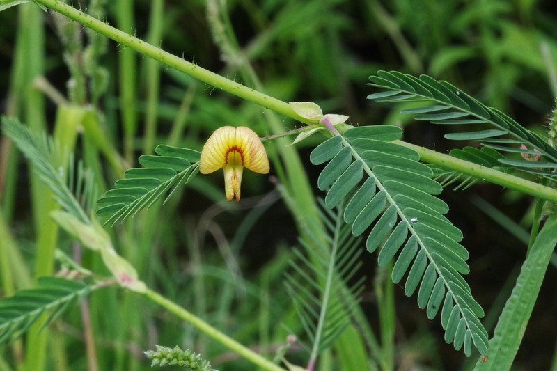 Zigzag Jointvetch photo 2