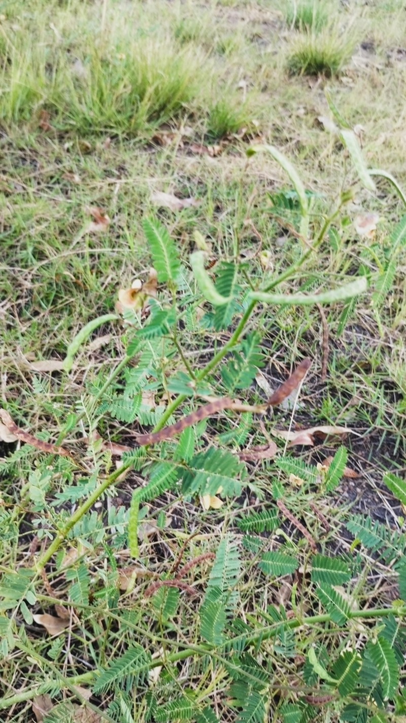 Zigzag Jointvetch photo 4