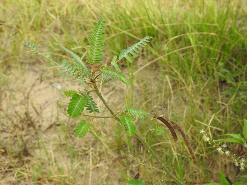 Zigzag Jointvetch photo 5