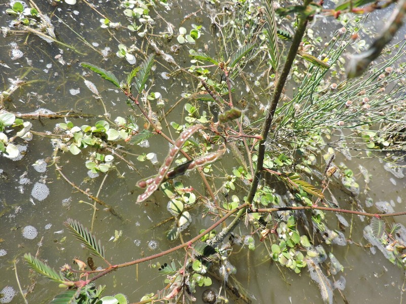 Zigzag Jointvetch photo 6