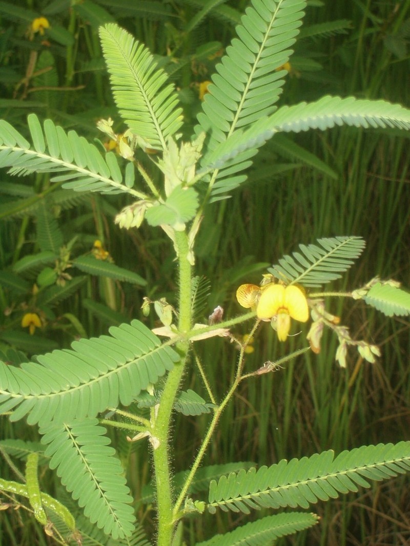 Zigzag Jointvetch photo 7