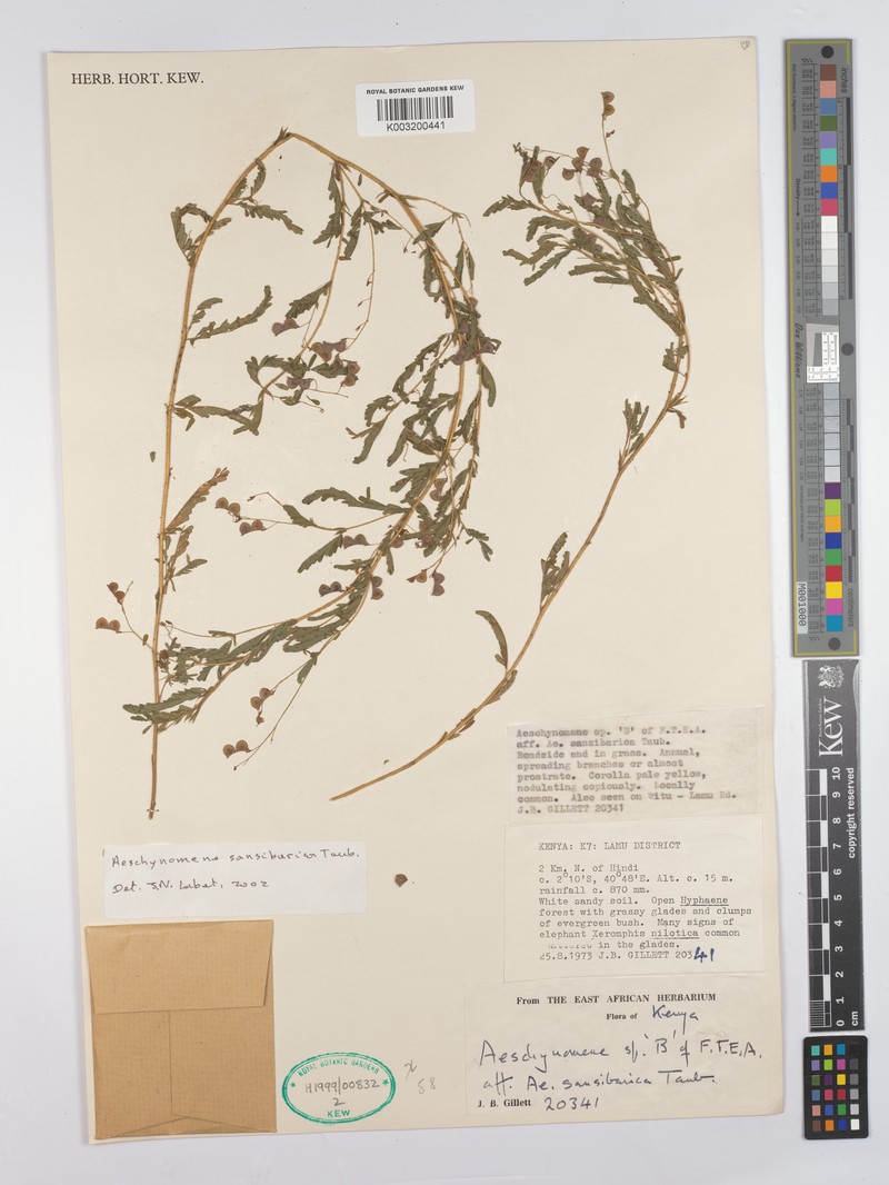 Aeschynomene sansibarica
