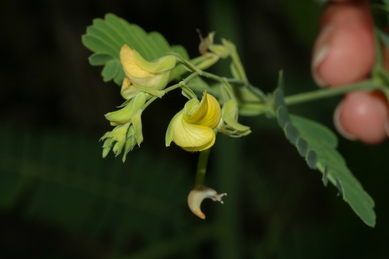 Aeschynomene scabra