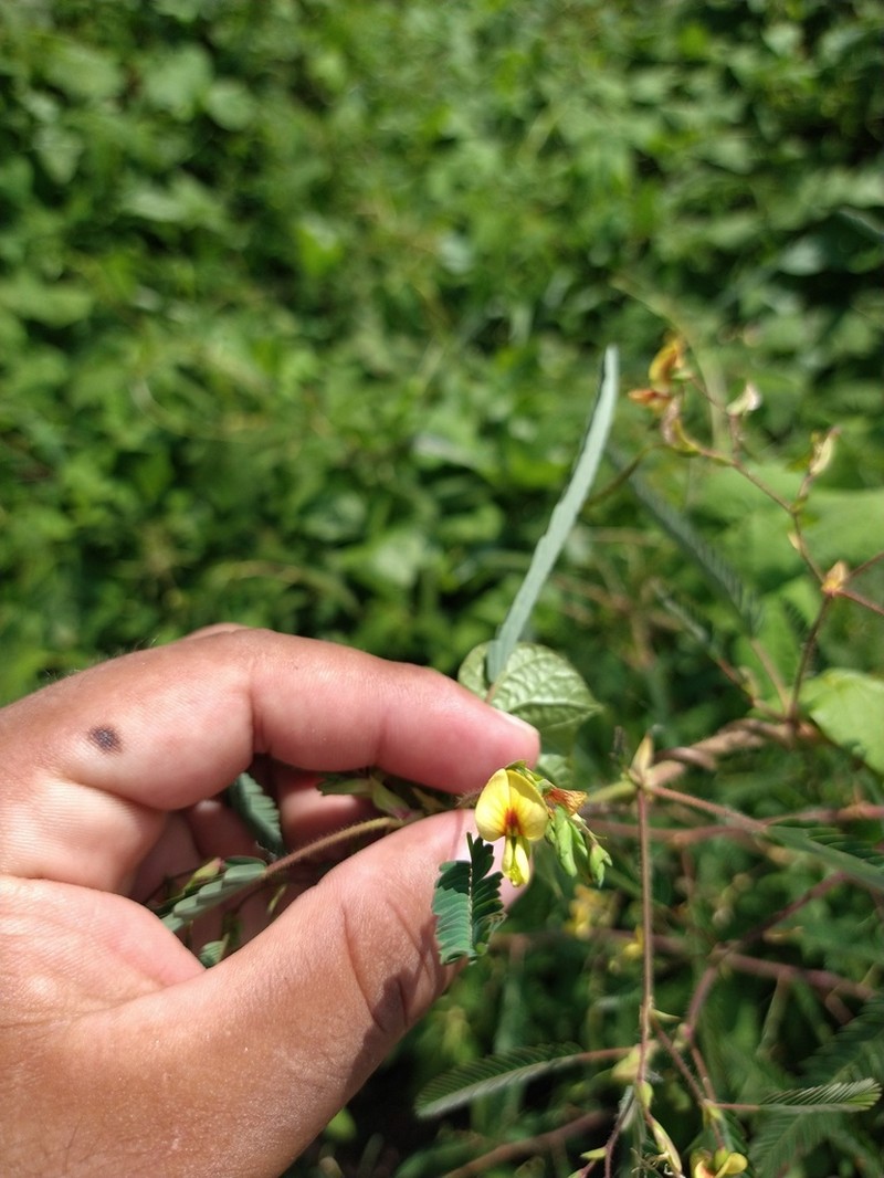 Aeschynomene scabra photo 2