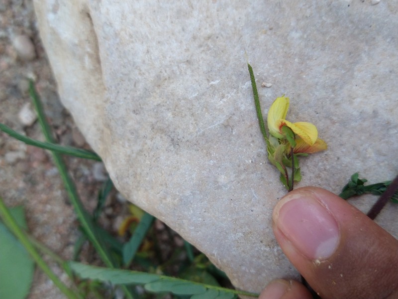Aeschynomene scabra photo 3