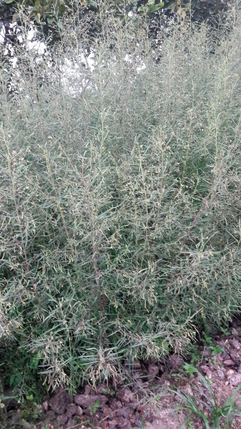 Aeschynomene scabra photo 4