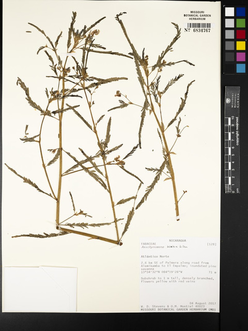 Aeschynomene scabra photo 5
