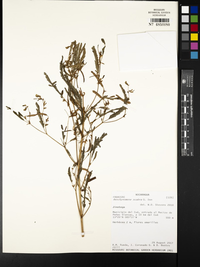 Aeschynomene scabra photo 6